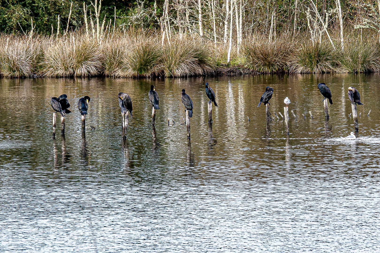 Kormorane im Marais de Mousterlin