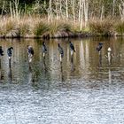 Kormorane im Marais de Mousterlin