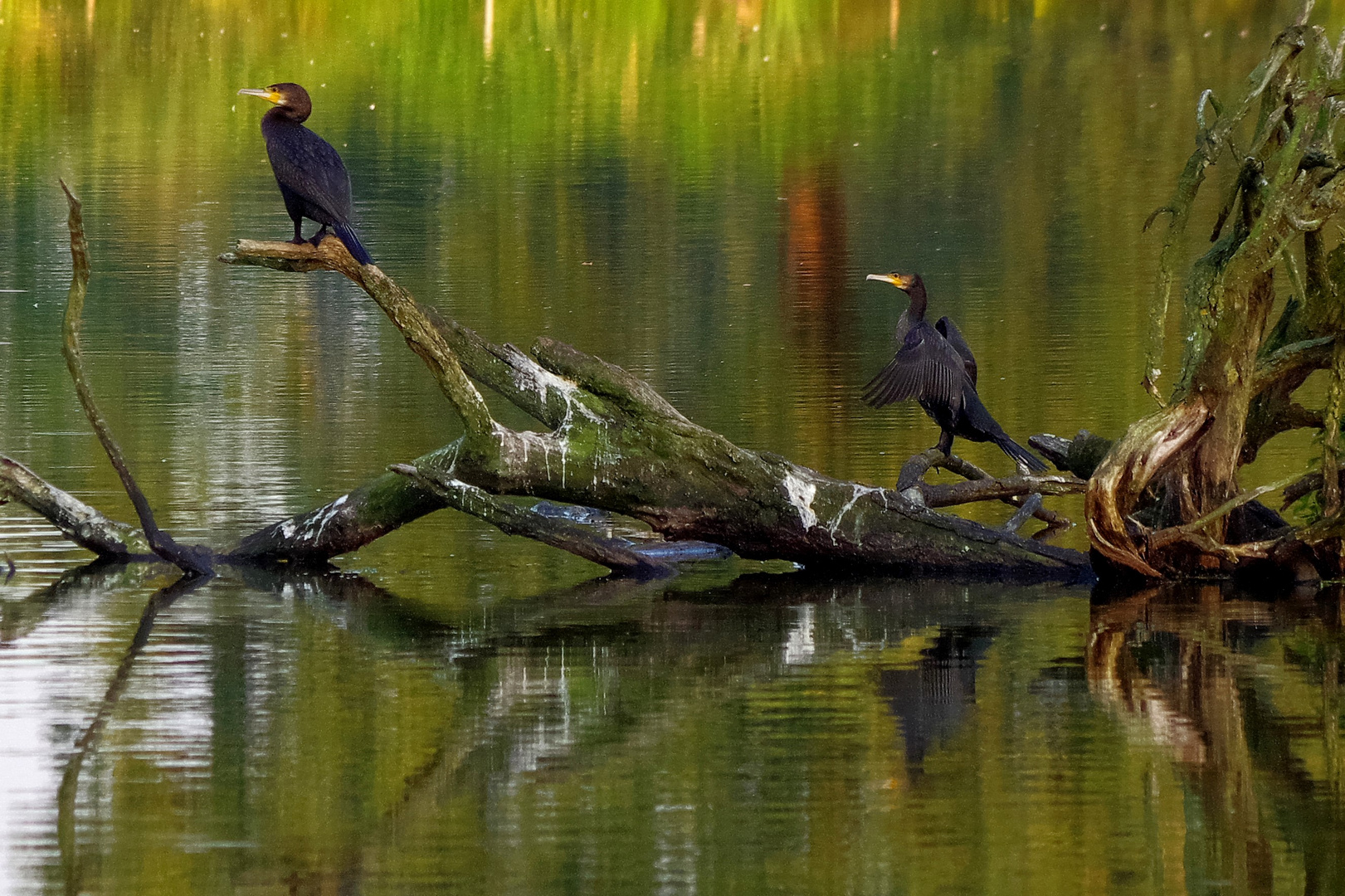 Kormorane im Moor