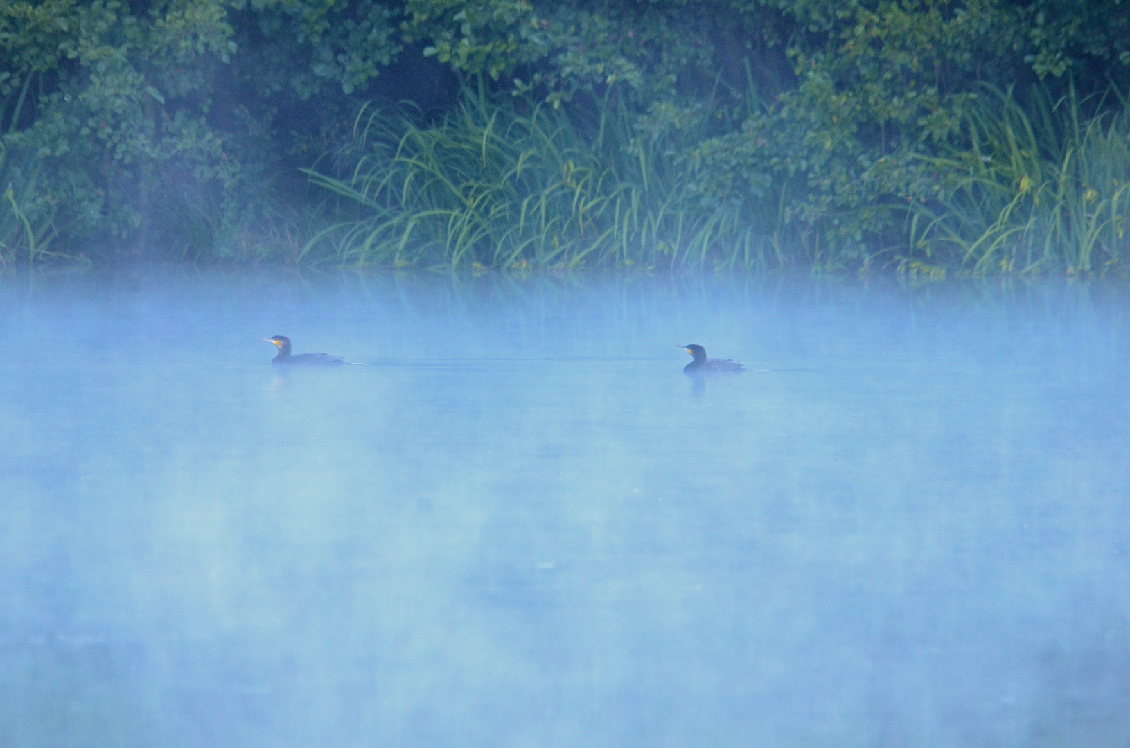 Kormorane im Morgennebel