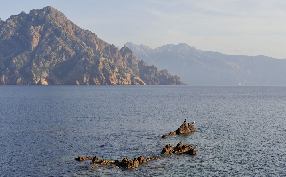 Kormorane im Naturpark La Scandola im Golf von Girolata