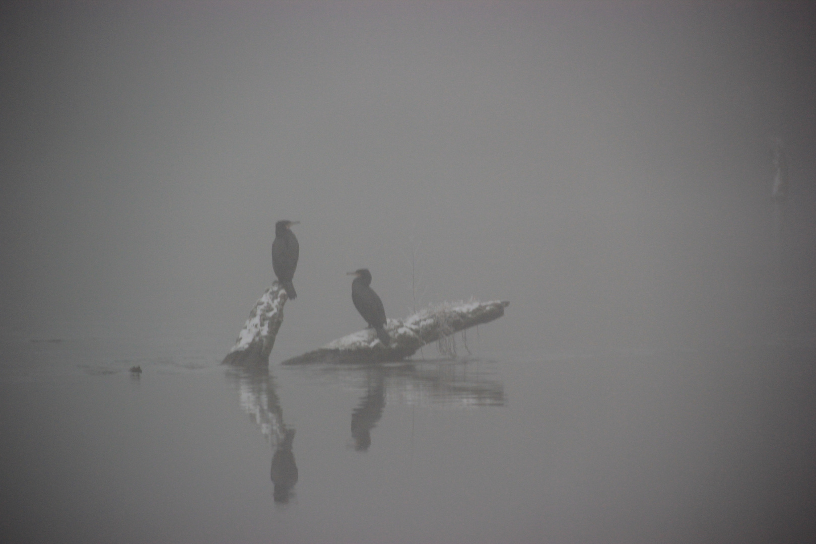 Kormorane im Nebel