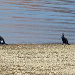 Kormorane im Rhein