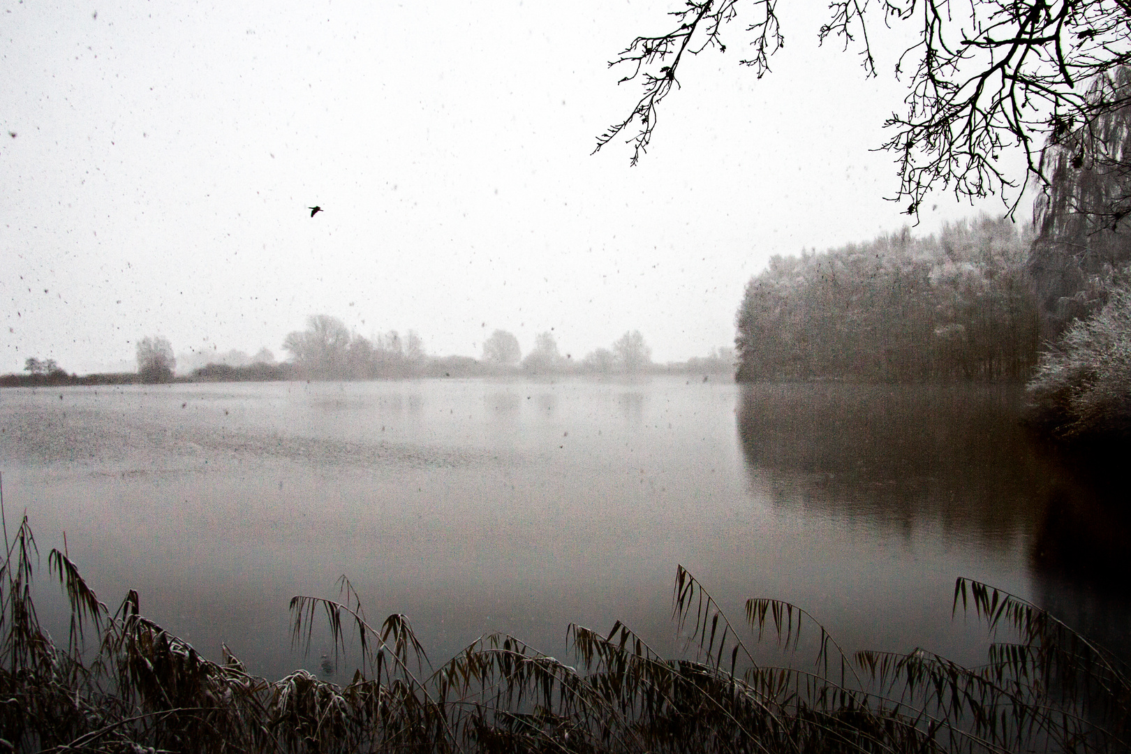 Kormorane im Schnee