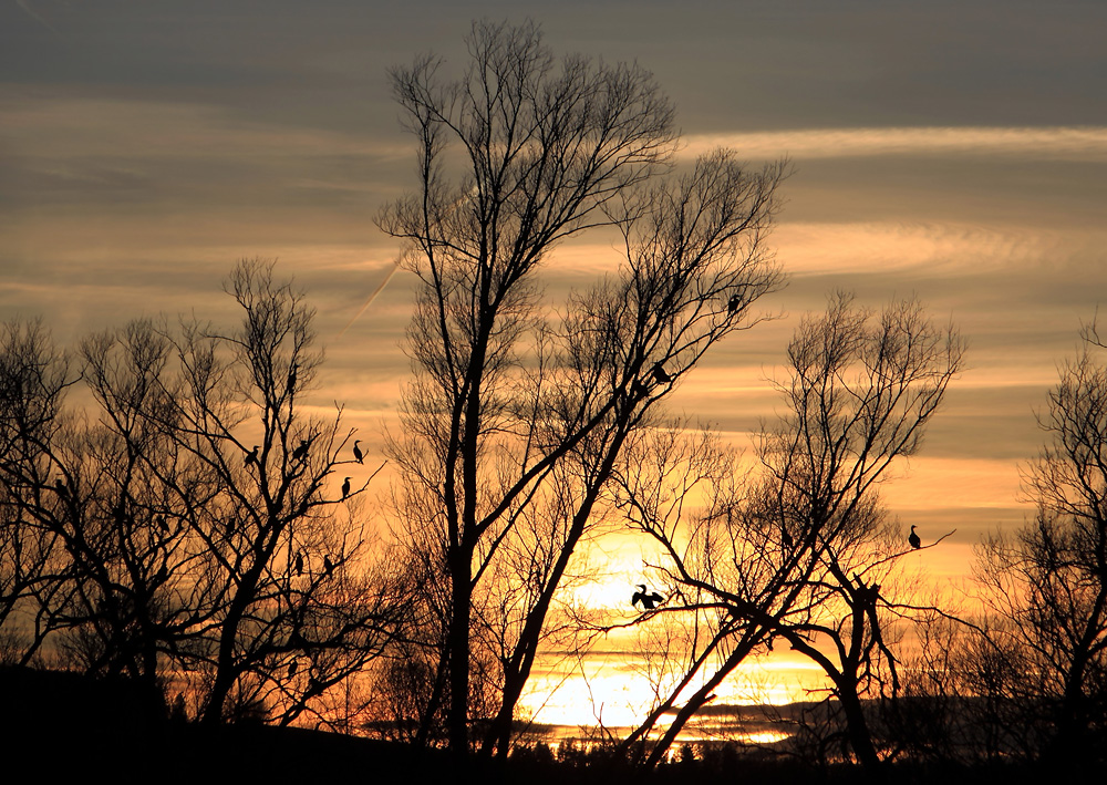 Kormorane im Sonnenuntergang