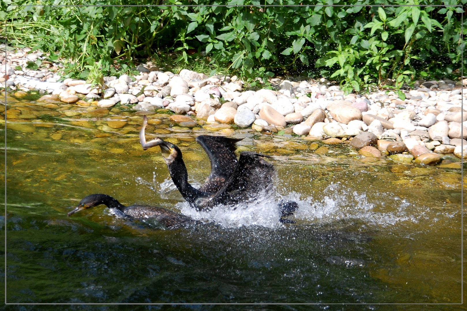 Kormorane im Wildpark Bad Mergentheim