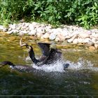 Kormorane im Wildpark Bad Mergentheim