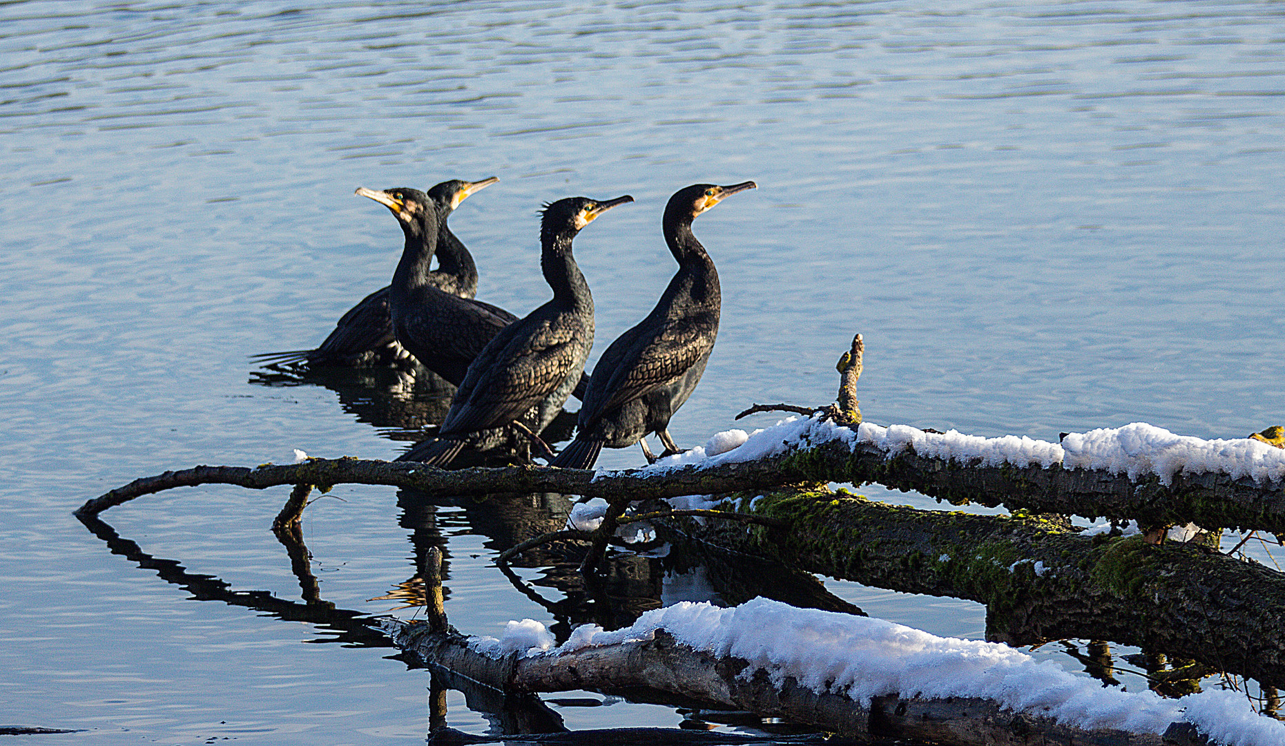 Kormorane im winterlichen Sonnenbad