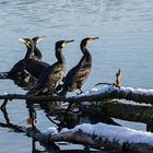 Kormorane im winterlichen Sonnenbad