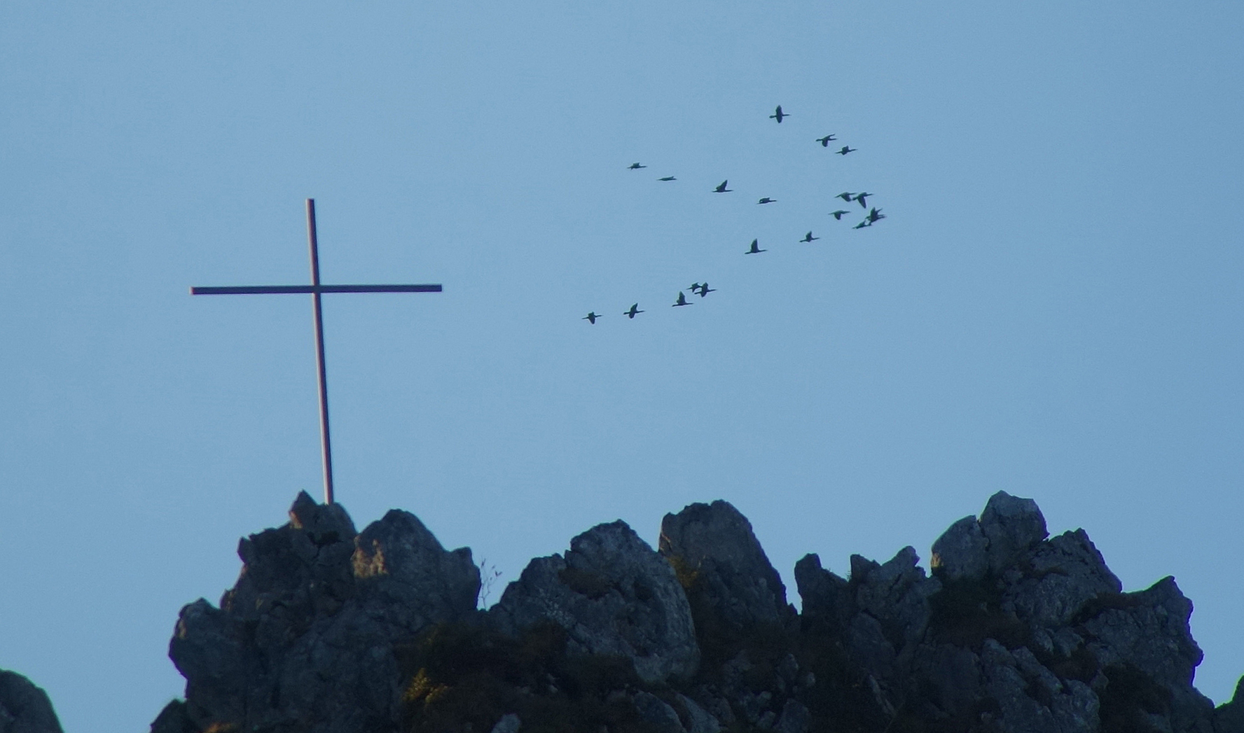 Kormorane in den Alpen