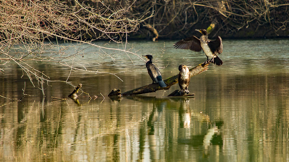 Kormorane in den Rheinauen