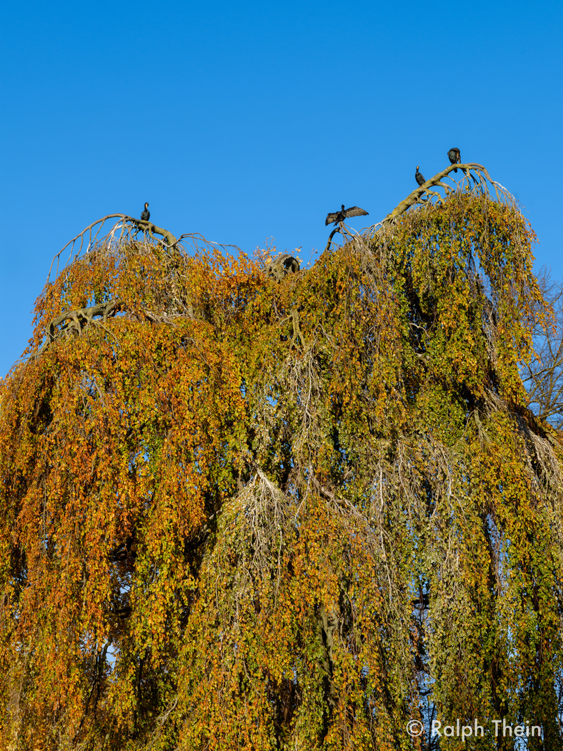 Kormorane in der  Herbstsonne