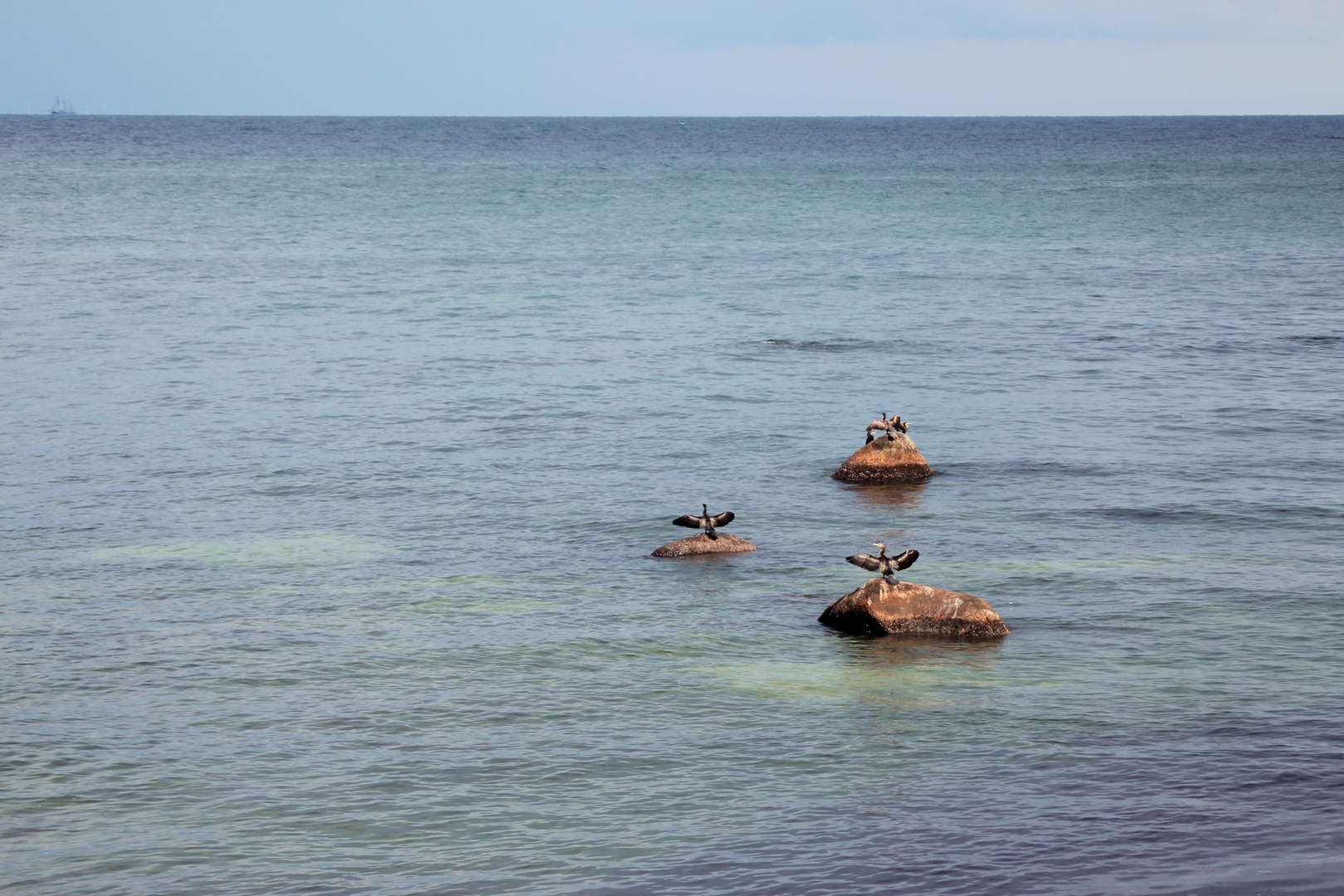 Kormorane in der Ostsee