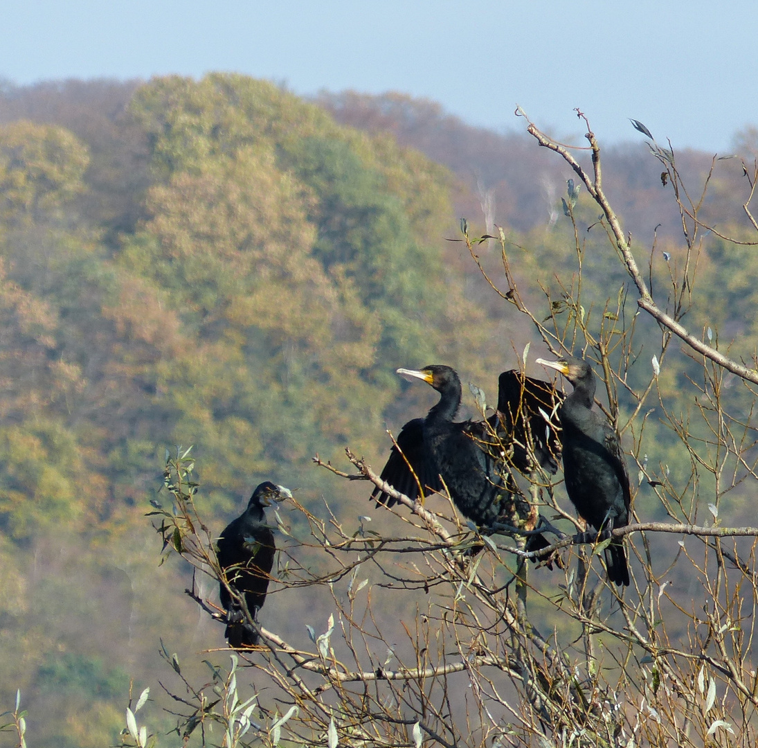 Kormorane in einem Baum am Kemnader See