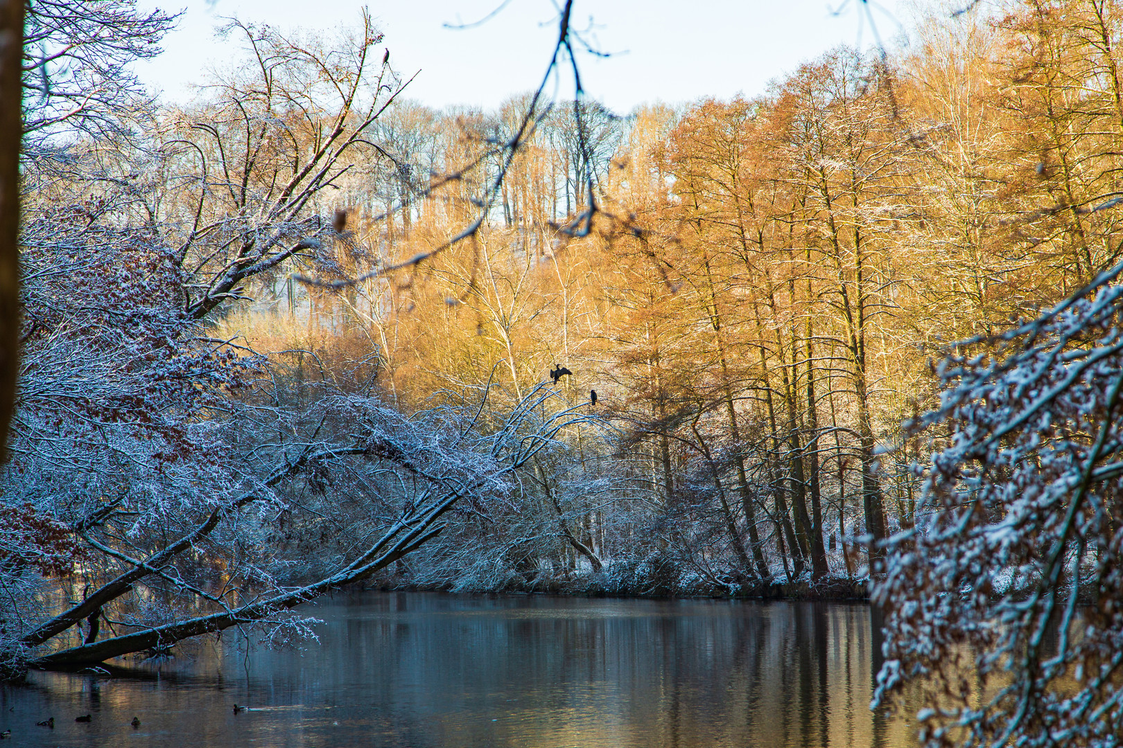 Kormorane in Flusslandschaft