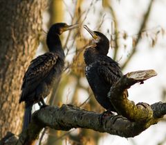 Kormorane morgens im Stadtgarten