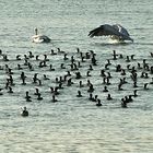 Kormorane, Pelikane und andere Vögel