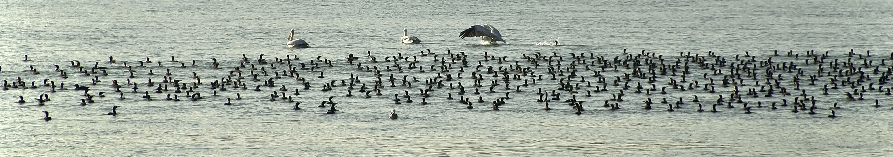 Kormorane, Pelikane und andere Vögel