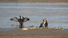 Kormorane (Phalacrocoracidae)