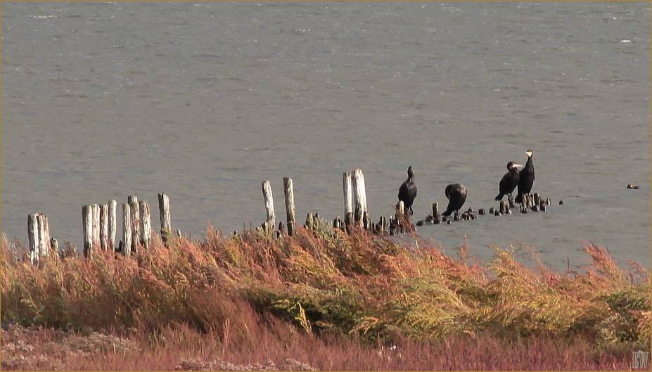 Kormorane (Phalacrocorax carbo)...