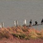 Kormorane (Phalacrocorax carbo)...