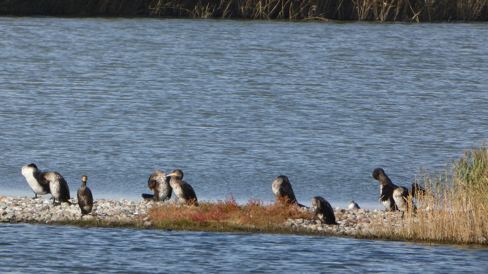 Kormorane (Phalacrocorax carbo)