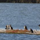 Kormorane (Phalacrocorax carbo)