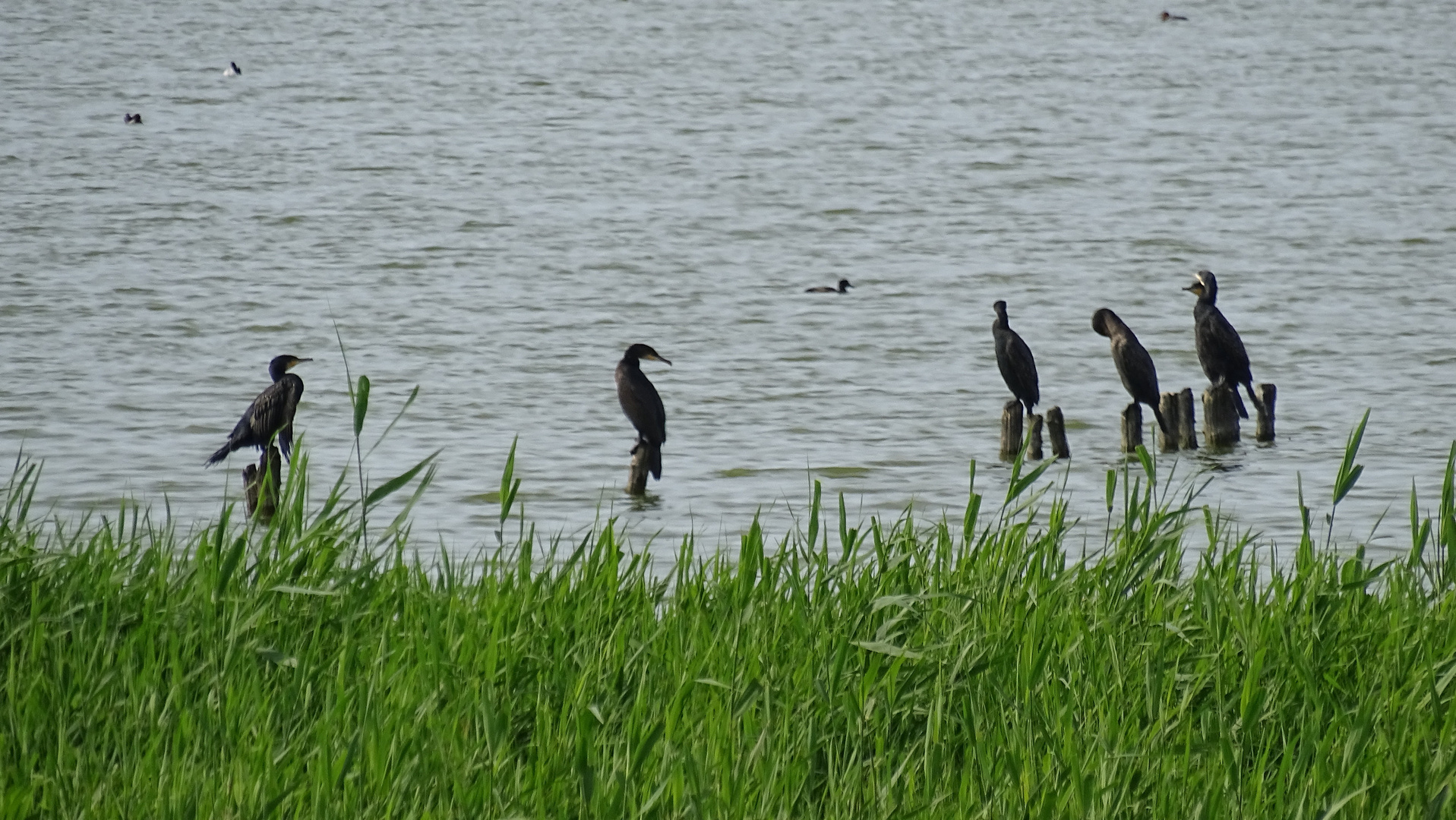 Kormorane (Phalacrocorax carbo)... 