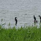 Kormorane (Phalacrocorax carbo)... 