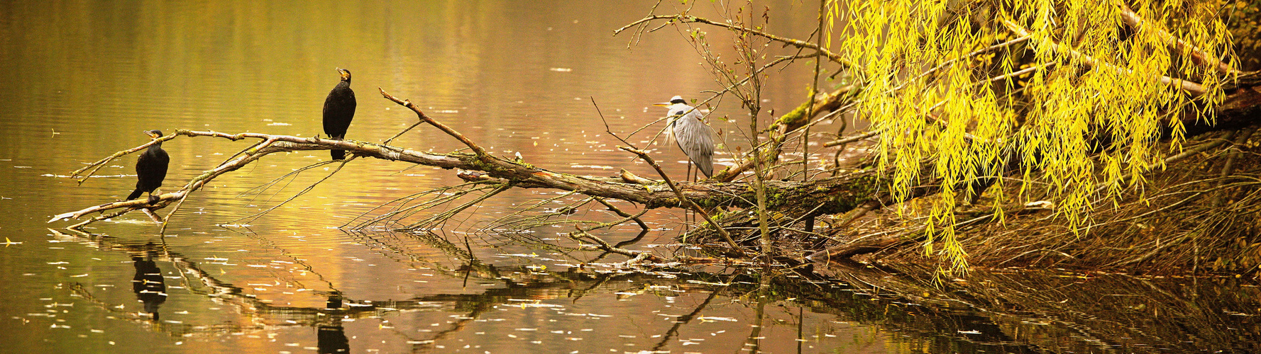 Kormorane & Reiher