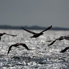 Kormorane starten am Ringkjøbing Fjord