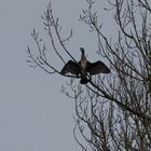 Kormorane über dem alten Neckar