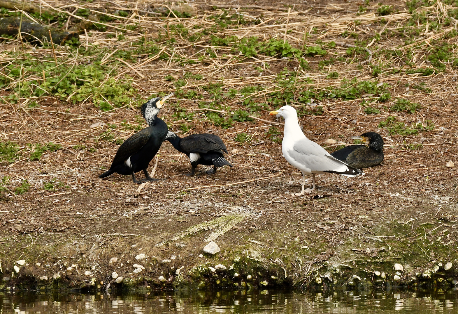 Kormorane und Möwe