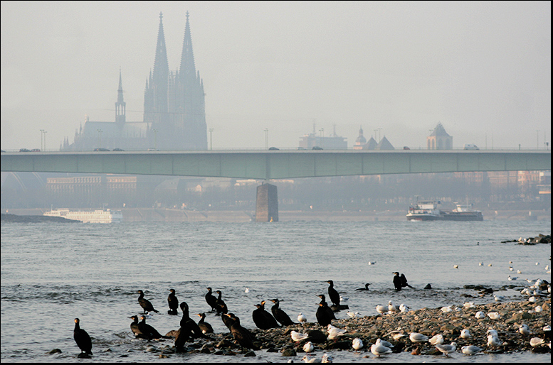 Kormorane vor Köln