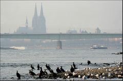 Kormorane vor Köln