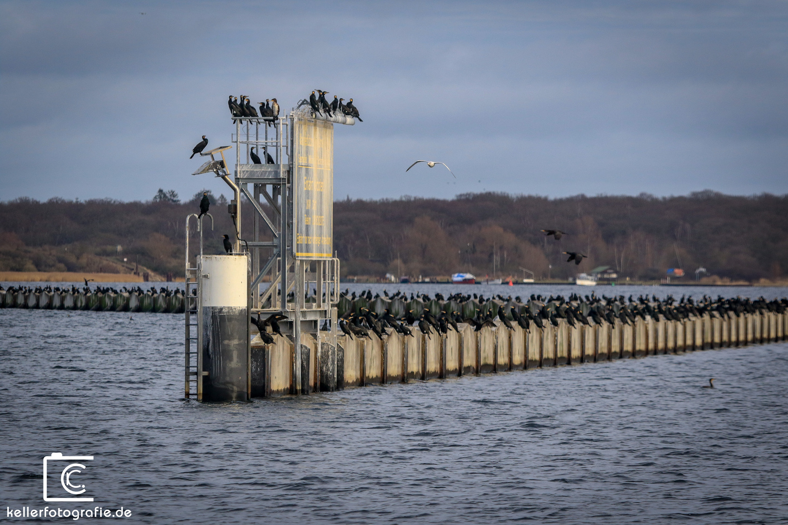 Kormorane vor Rostock