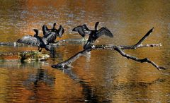 Kormorane-Wasserpark in Wien