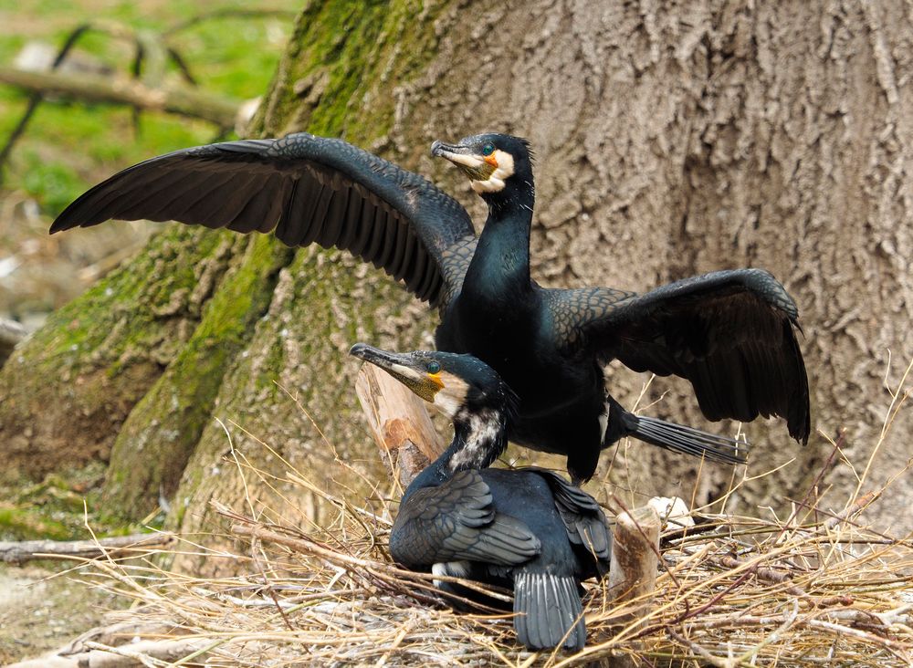 Kormorane(Phalacrocorax carbo)