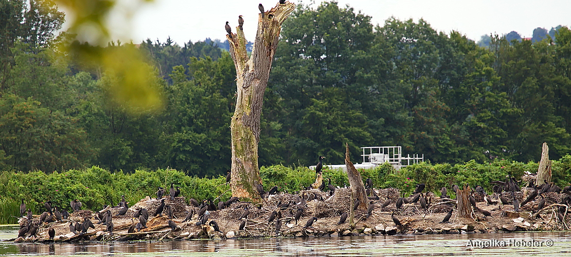 Kormoraninsel im Hengsener Stausee