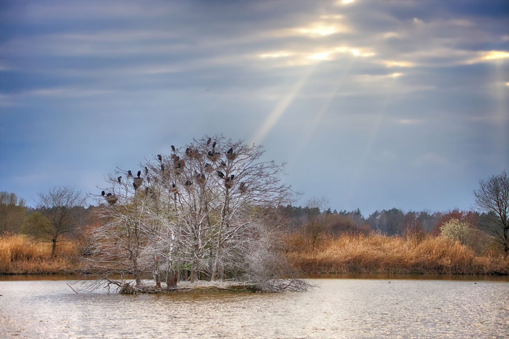 Kormoraninsel im Sonnenlicht