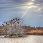 Kormoraninsel im Sonnenlicht