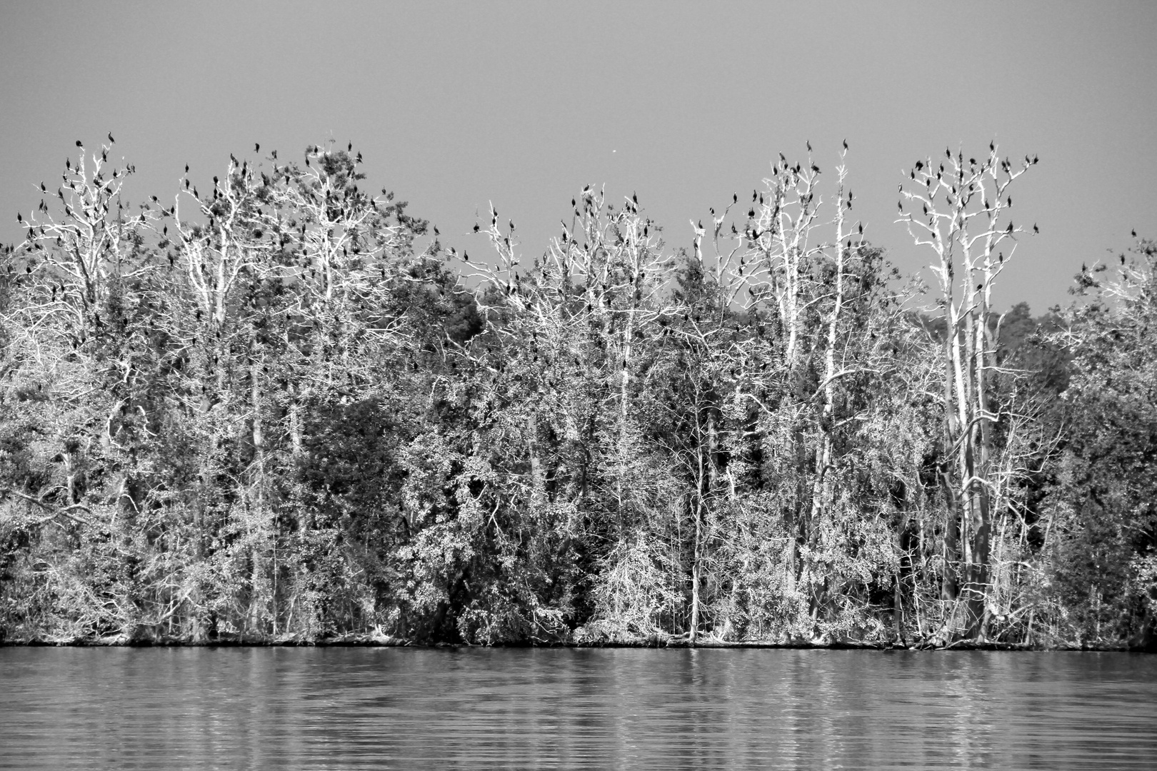 Kormoraninsel Scharmützelsee