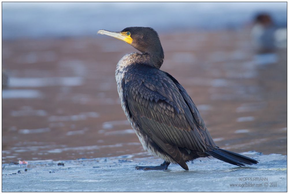 Kormoran......Kalte Füße