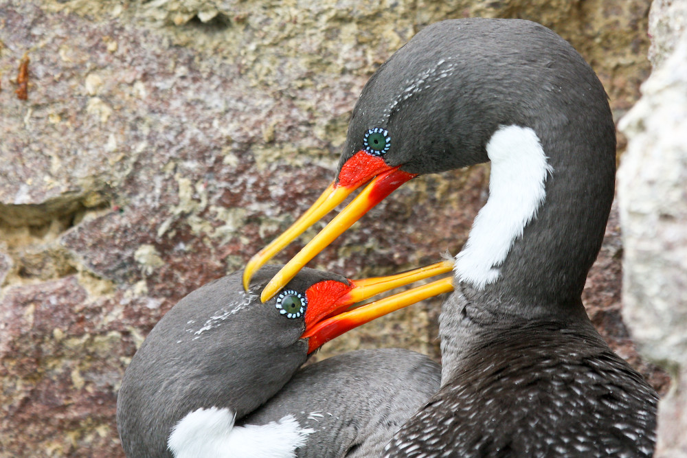 Kormoranpärchen an der Küste Patagoniens