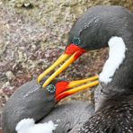 Kormoranpärchen an der Küste Patagoniens