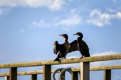 Kormoran´s Herbstblues...