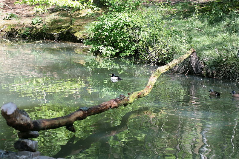 kormoranteich ,vorbereitung für ihn