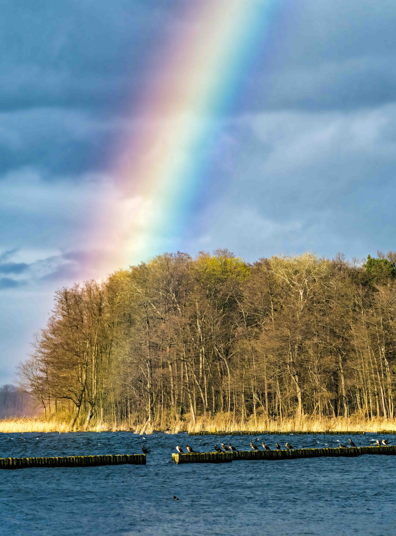 Kormoranversammlung unterm Regenbogen