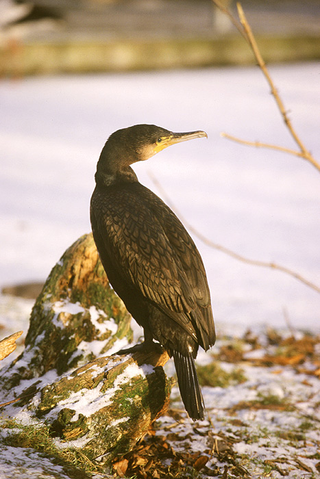 Kormoranweibchen im Gothaer Tierpark