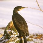 Kormoranweibchen im Gothaer Tierpark